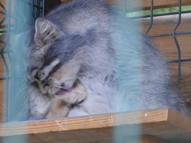 バルナウル動物園「レースナヤ・スカースカ」のチップの写真