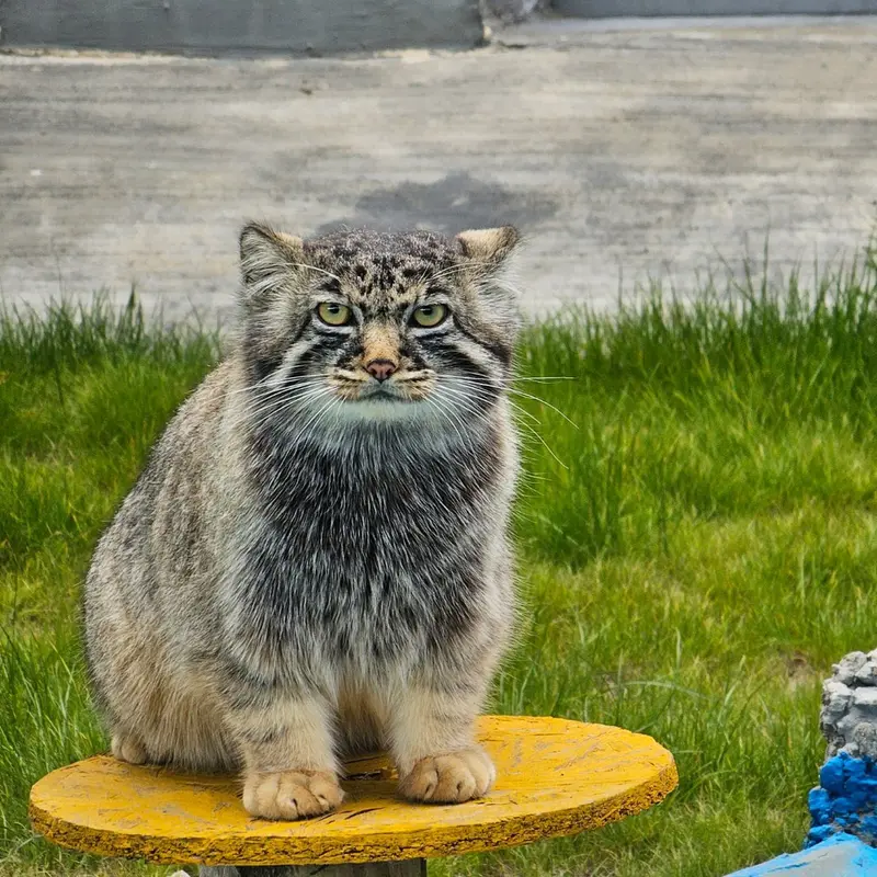 曲水動物園のファンファンの写真