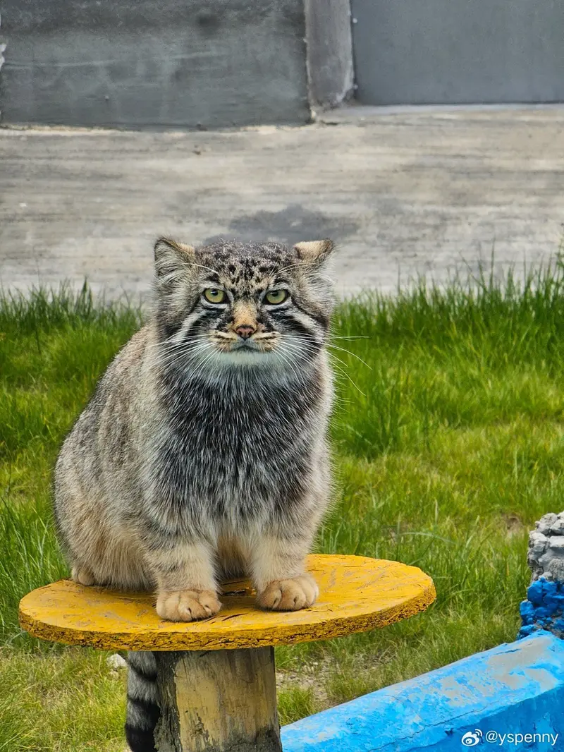 曲水動物園のファンファンの写真