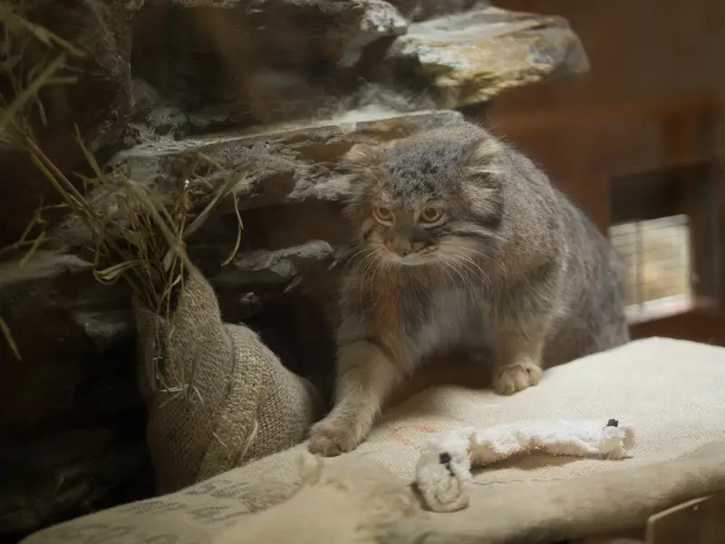 恩賜上野動物園のフィーガの写真