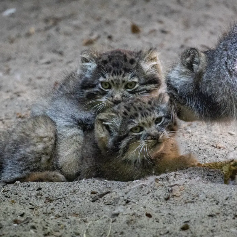 ノヴォシビルスク動物園のロロ、ロロの娘 b.2026 Ⅰとロロの息子 b.2026 Ⅱの写真