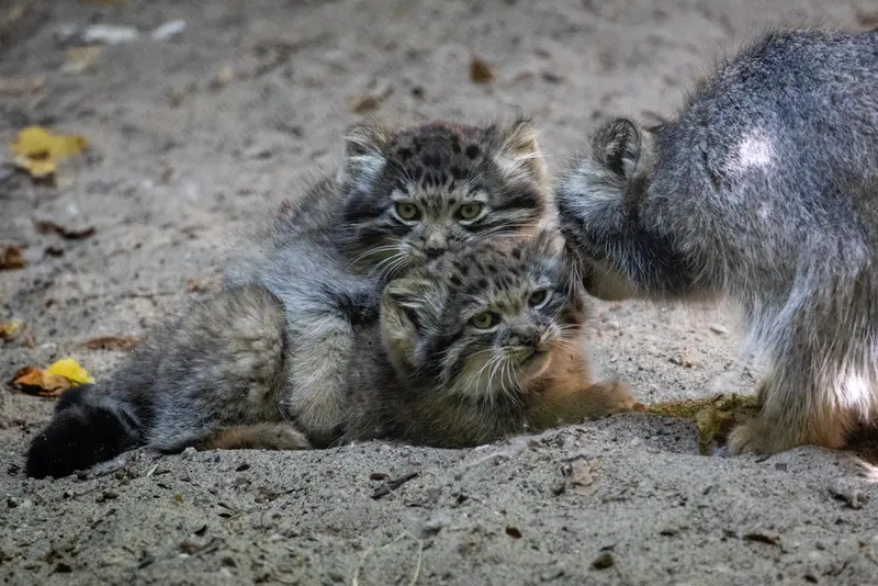 ノヴォシビルスク動物園のロロ、ロロの娘 b.2026 Ⅰとロロの息子 b.2026 Ⅱの写真