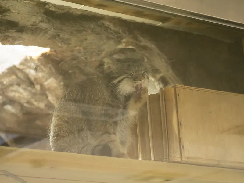 恩賜上野動物園のフィーガの写真