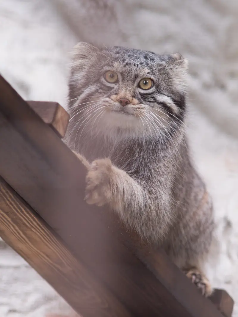 野毛山動物園のフィーガの写真