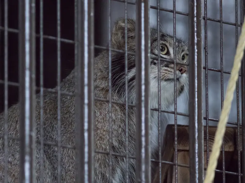 野毛山動物園のフィーガの写真