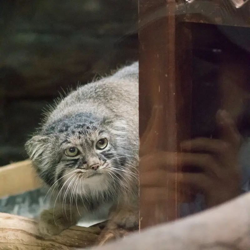 恩賜上野動物園のサフランの写真