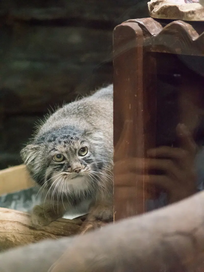 恩賜上野動物園のサフランの写真