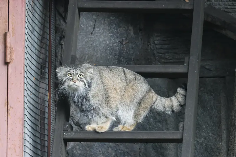 モスクワ動物園のティモフェイの写真