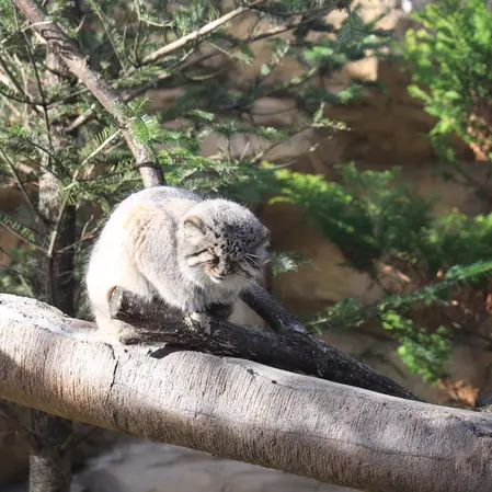 那須どうぶつ王国のボルの写真