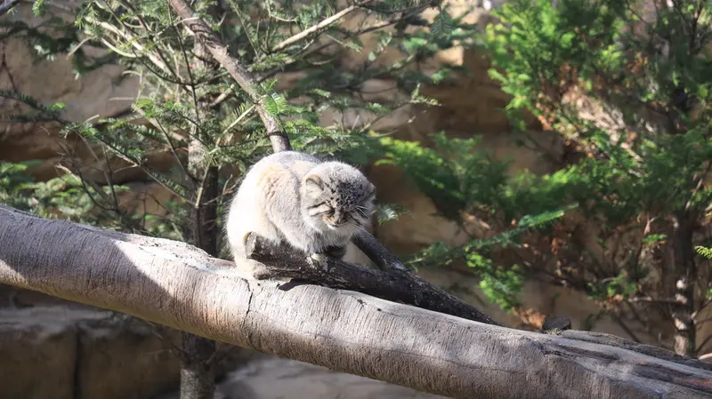 那須どうぶつ王国のボルの写真
