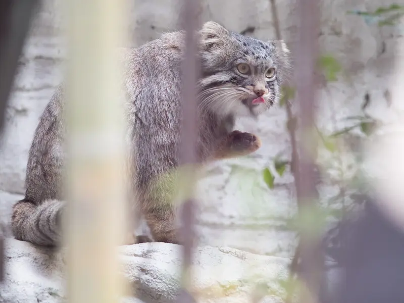 野毛山動物園のフィーガの写真
