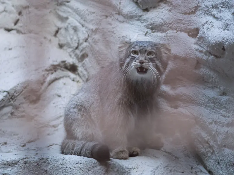 野毛山動物園のフィーガの写真