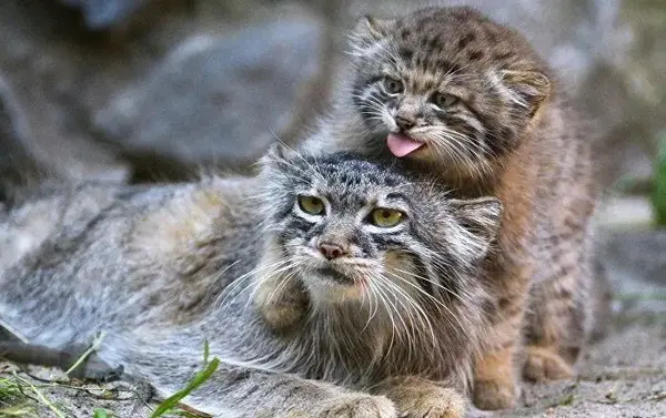 マヌルネコの写真