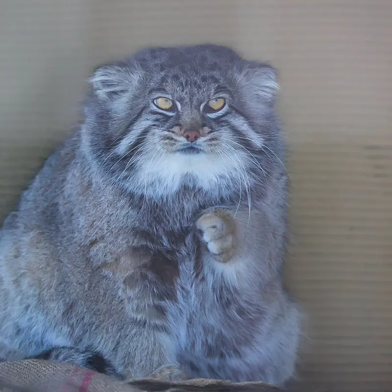 マヌルネコの写真