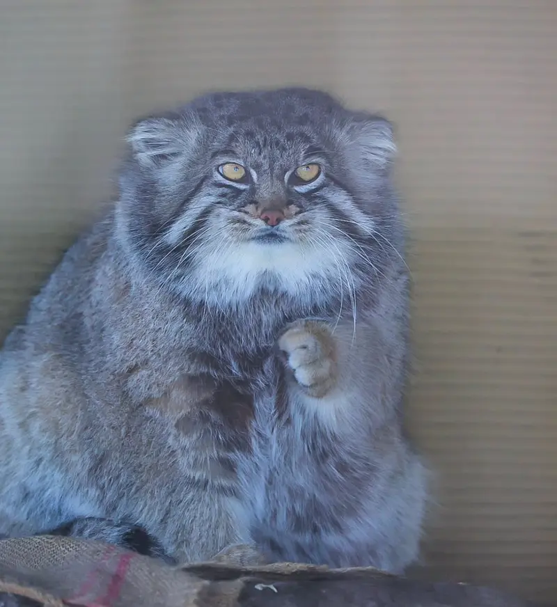 マヌルネコの写真