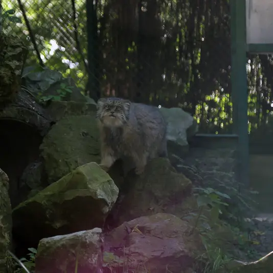 ウッチ動物園のパッツォの写真