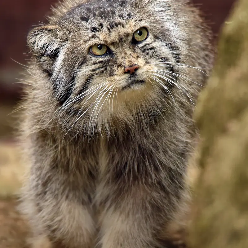 ジャルダン・デ・プラント動物園のシヴァの写真
