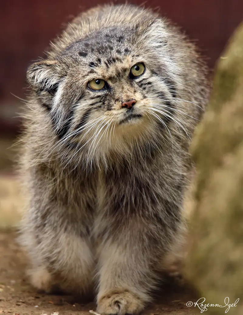 ジャルダン・デ・プラント動物園のシヴァの写真