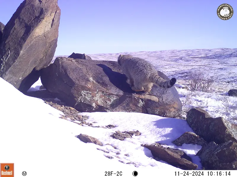 コシュカルカメラトラップで撮影したOtocolobus manul manulの写真