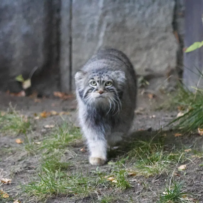 モスクワ動物園のティモフェイの写真