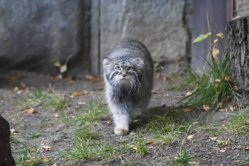 モスクワ動物園のティモフェイの写真