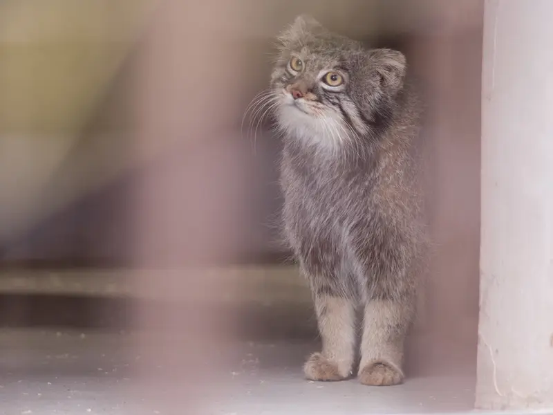 野毛山動物園のフィーガの写真