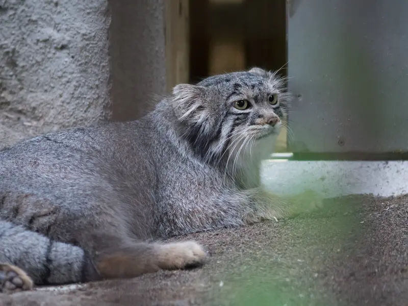 野毛山動物園のフィーガの写真