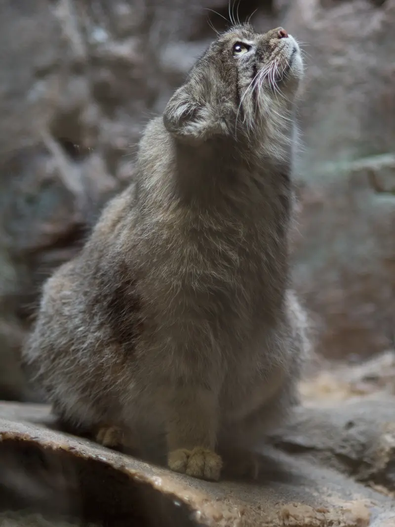 恩賜上野動物園のプリームラの写真