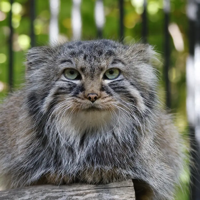 ノヴォシビルスク動物園のガビの写真