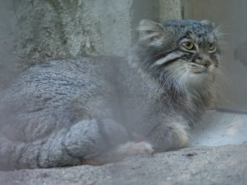 野毛山動物園のフィーガの写真