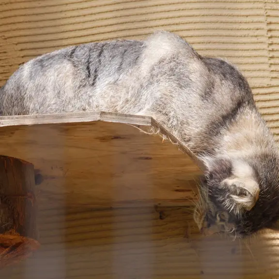 旭山動物園のマヌルネコの写真