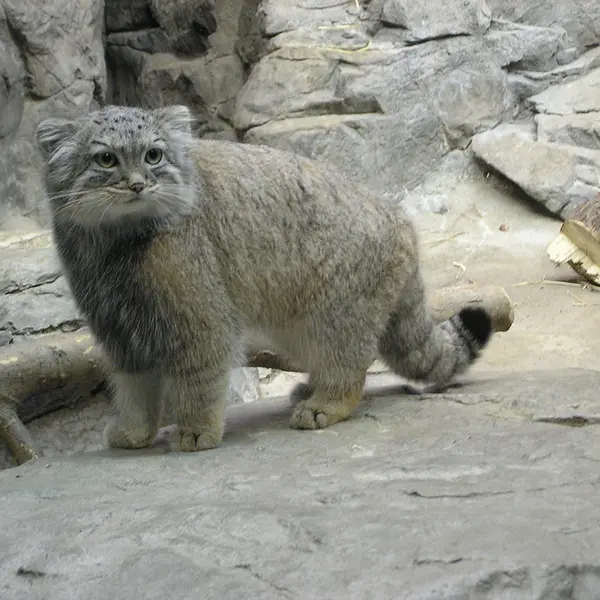 シンシナティ動物園のマヌルネコの写真