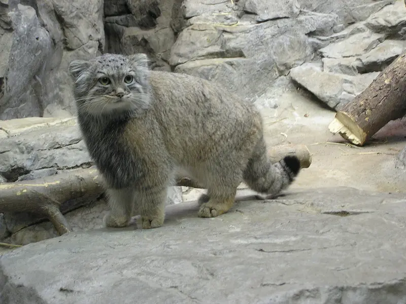 シンシナティ動物園のマヌルネコの写真
