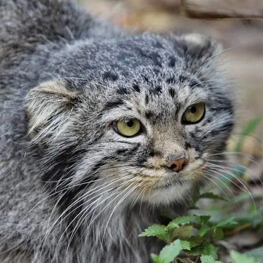 カラコル動物園のクニャージュナ・カラコリスカヤの写真