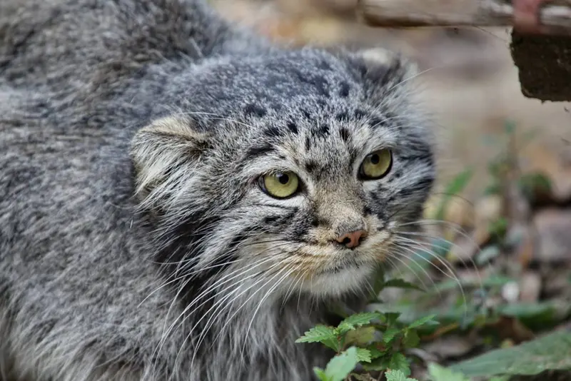 カラコル動物園のクニャージュナ・カラコリスカヤの写真