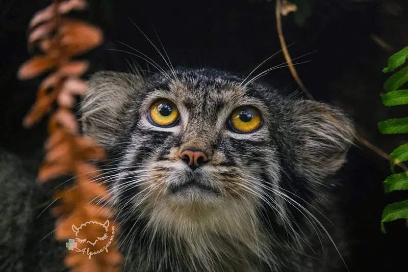 神戸どうぶつ王国のナルの写真