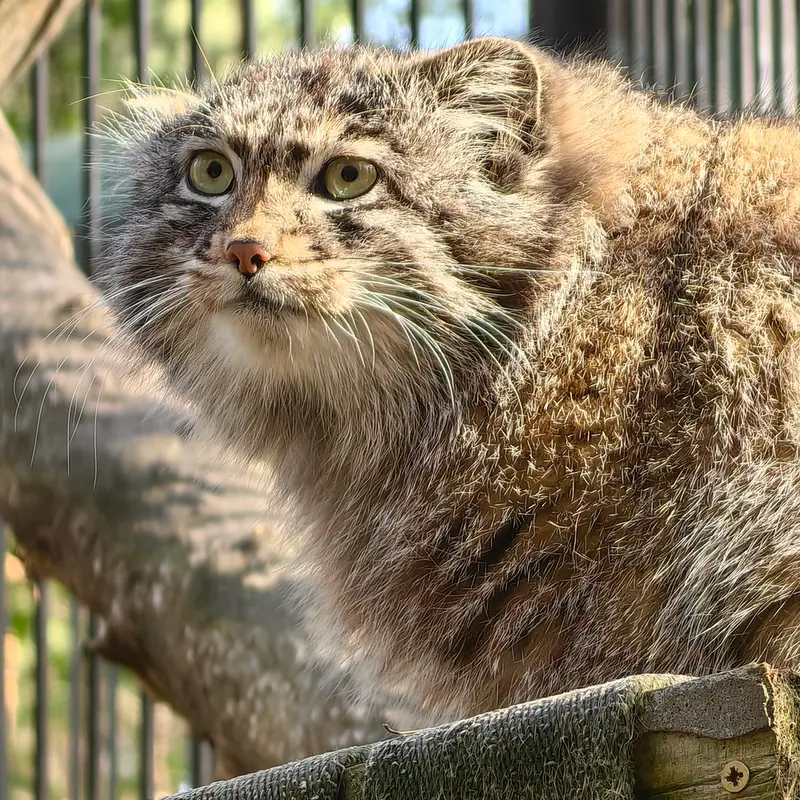 ノヴォシビルスク動物園のグレイの写真
