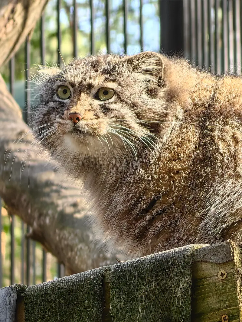 ノヴォシビルスク動物園のグレイの写真