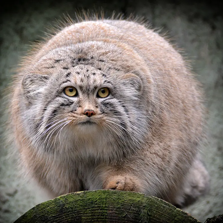 ブダペスト動物園・植物園のボフスの写真