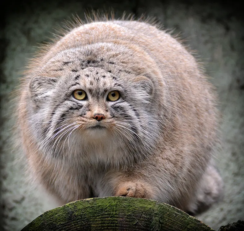 ブダペスト動物園・植物園のボフスの写真