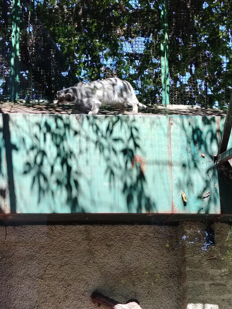 ブダペスト動物園・植物園のルーシーの写真