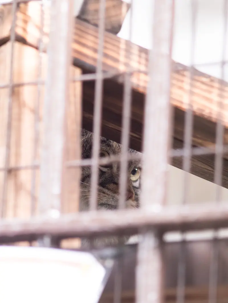野毛山動物園のフィーガの写真