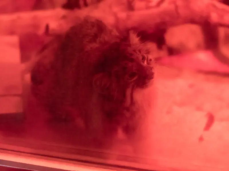 恩賜上野動物園のナイマの写真