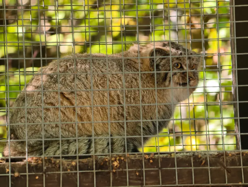 コシツェ動物園のアラニの子（2026年生まれ）Ⅰの写真