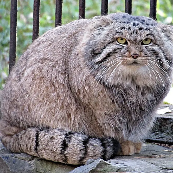 ノヴォシビルスク動物園のマヌルネコの写真