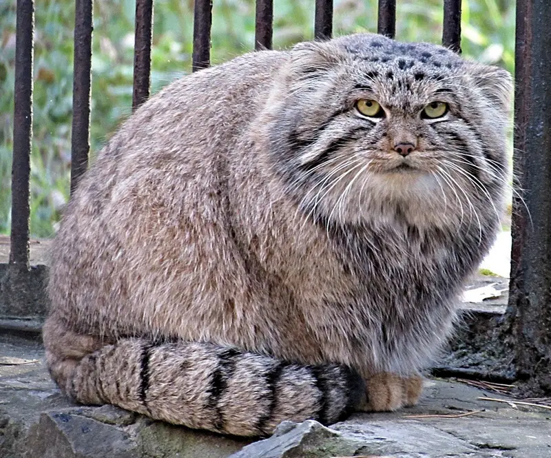 ノヴォシビルスク動物園のマヌルネコの写真