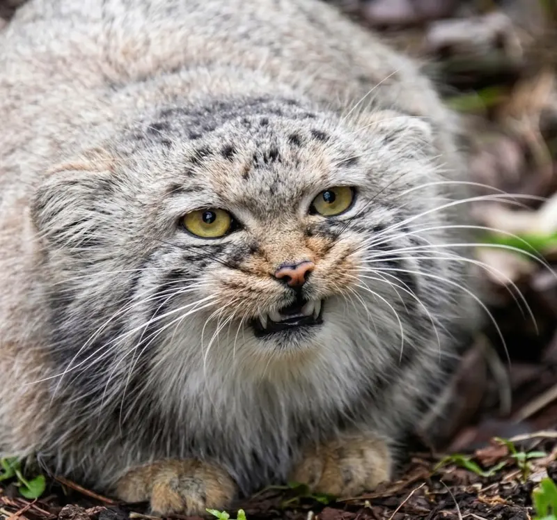 ビオ・トピア・ダンケルクのマヌルネコの写真