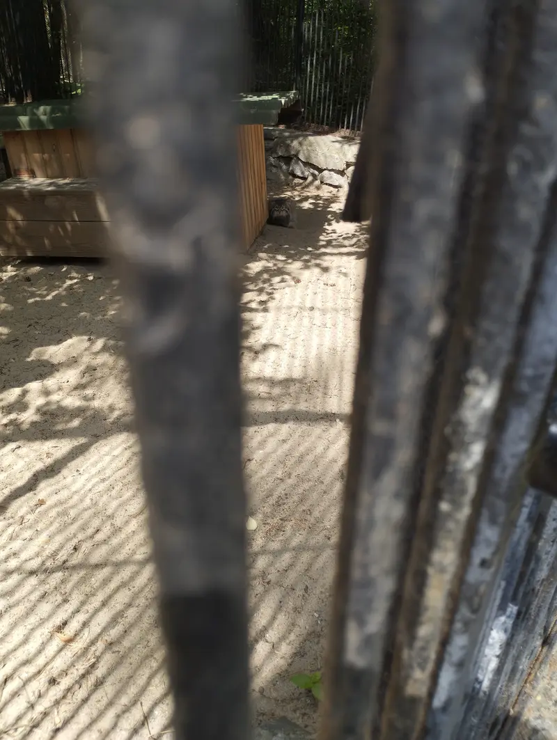 ノヴォシビルスク動物園のマヌルネコの写真