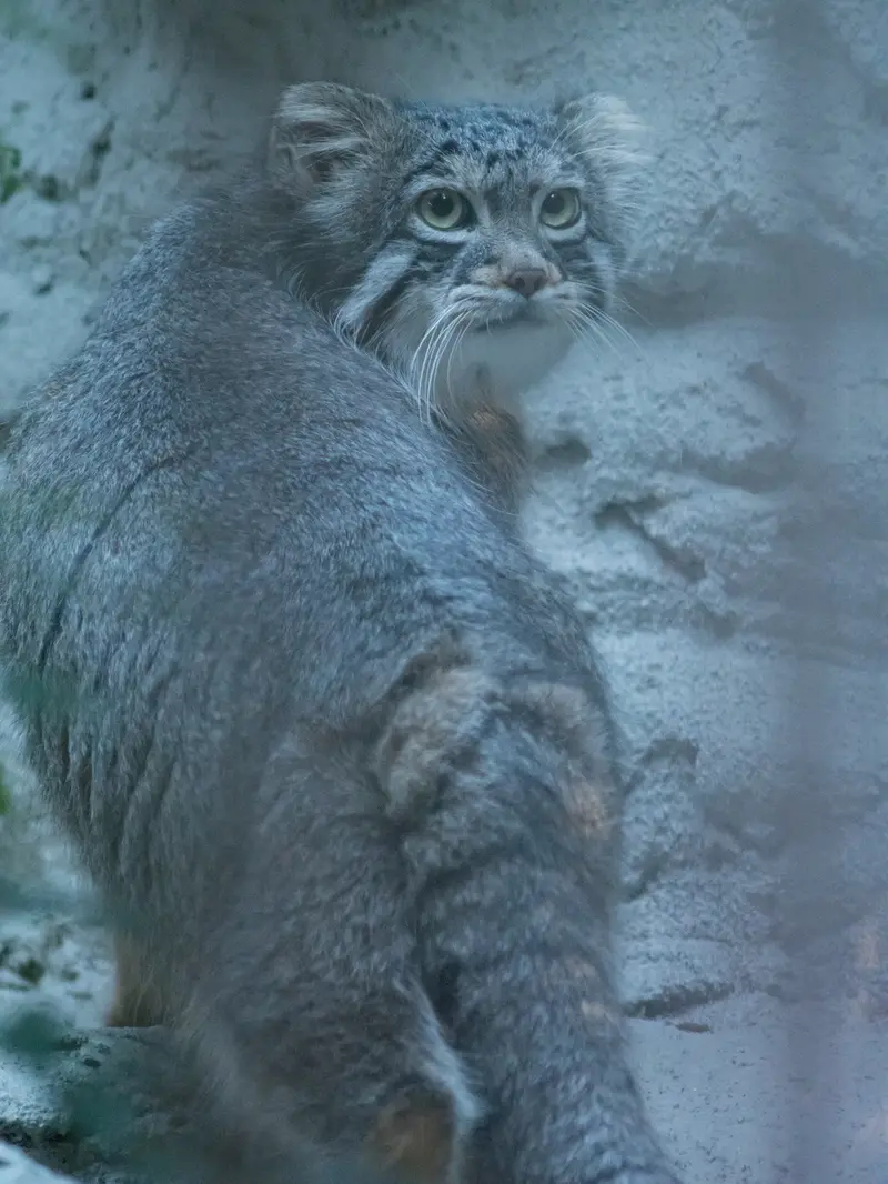 野毛山動物園のフィーガの写真
