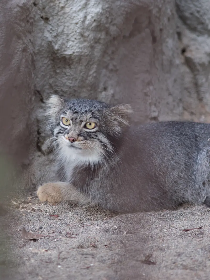 野毛山動物園のフィーガの写真